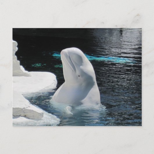 Mooie Beluga witte walvis Briefkaart (Voorkant)