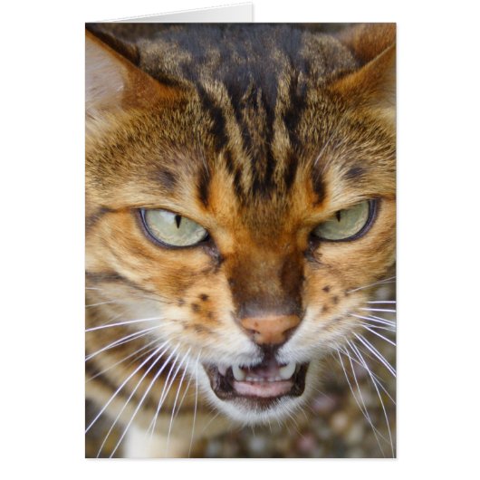 Mooie bengaals kat (Voorkant)