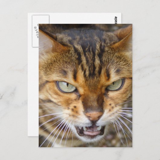 Mooie bengaals kat briefkaart (Voorkant / Achterkant)