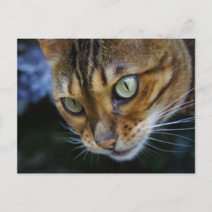 Mooie bengaals kat briefkaart