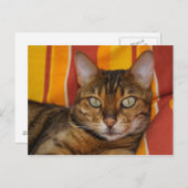 Mooie bengaals kat briefkaart (Voorkant / Achterkant)
