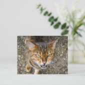Mooie bengaals kat briefkaart (Staand voorkant)