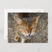 Mooie bengaals kat briefkaart (Voorkant / Achterkant)