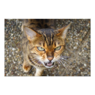 Mooie bengaals kat foto afdruk