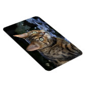Mooie bengaals kat magneet (Rechterzijde)