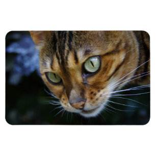 Mooie bengaals kat magneet