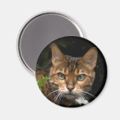 Mooie bengaals kat magneet (Voorkant / Achterkant)