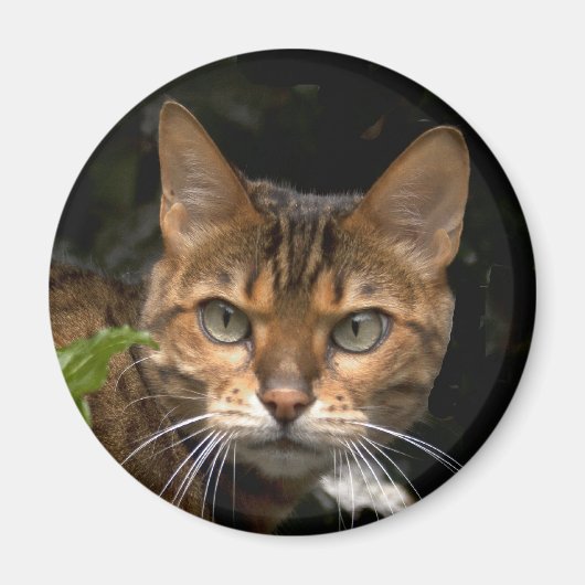 Mooie bengaals kat magneet (Voorkant)