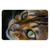 Mooie bengaals kat magneet (Horizontaal)