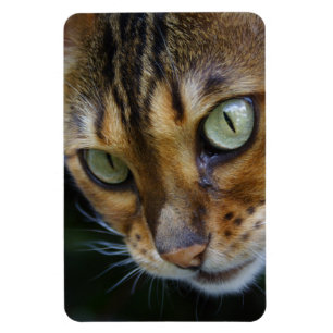 Mooie bengaals kat magneet
