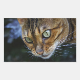 Mooie bengaals kat rechthoekige sticker