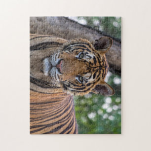 Mooie Bengaalse Tijger Foto Legpuzzel