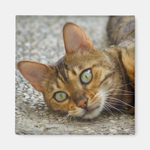 Mooie bengachtige kat magneet