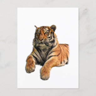 Mooie Bengal Tiger Face & Paws-foto Briefkaart