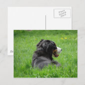 Mooie Berner Sennenhond geniet van de zon Briefkaart (Voorkant / Achterkant)