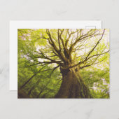 Mooie beukenboom briefkaart (Voorkant / Achterkant)