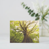 Mooie beukenboom briefkaart (Staand voorkant)