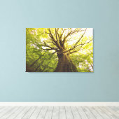 Mooie beukenboom canvas afdruk (Insitu (Houten vloer))