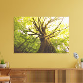 Mooie beukenboom canvas afdruk (Insitu (Woonkamer))