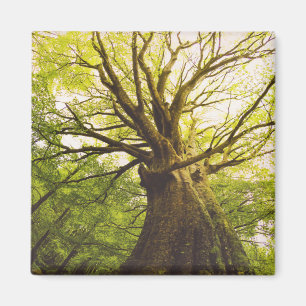 Mooie beukenboom magneet