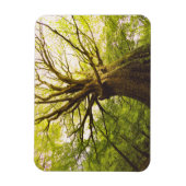 Mooie beukenboom magneet (Verticaal)