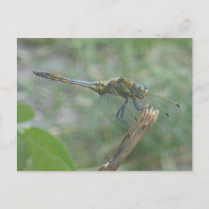 Mooie Big Blue Yellow Dragonfly DIY Briefkaart