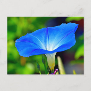 Mooie blauwe bloem briefkaart