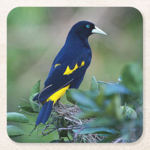 Mooie Blauwe en Gele Vogel Vierkante Kartonnen Onderzetter