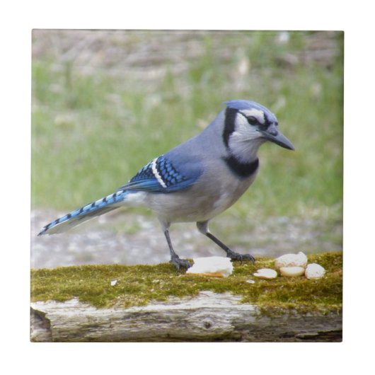 Mooie blauwe jay-vogel tegeltje (Voorkant)