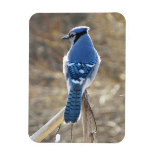 Mooie blauwe kade in Sunshine Magnet Magneet