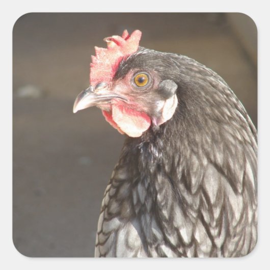 Mooie blauwe kip vierkante sticker (Voorkant)