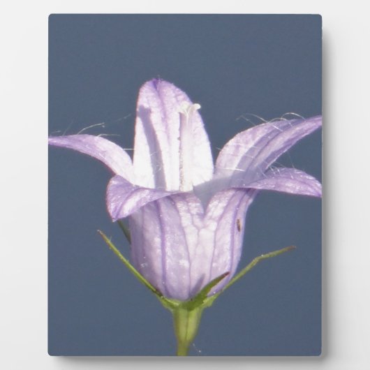 Mooie blauwe klokbloem fotoplaat (Voorkant)