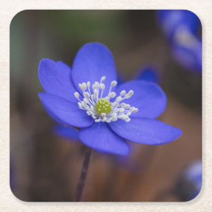 Mooie Blauwe Levermossen Bloem Vierkante Kartonnen Onderzetter