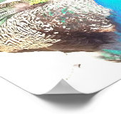 Mooie blauwe mannetje poster (Hoek)