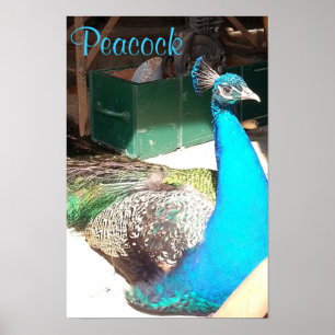 Mooie blauwe mannetje poster