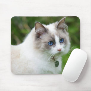 Mooie Blauwe Oyed Kitten Muismat