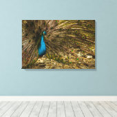 Mooie blauwe pacock met open staartopperen canvas afdruk (Insitu (Houten vloer))