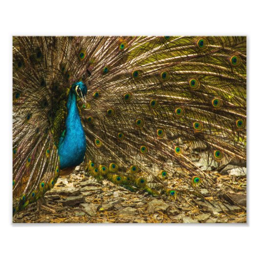 Mooie blauwe pacock met open staartopperen foto afdruk (Voorkant)