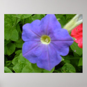 Mooie Blauwe Petunia Print