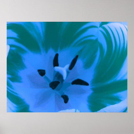 Mooie Blauwe Tulp Poster (Voorkant)