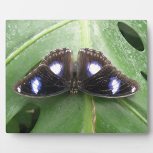 Mooie blauwe vlinder fotoplaat
