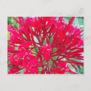 Mooie Bloedbloem Milkweed Art Print/Graphic Briefkaart