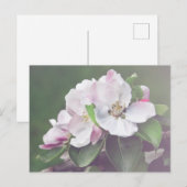 Mooie bloeiende appelboom Briefkaart (Voorkant / Achterkant)