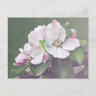 Mooie bloeiende appelboom Briefkaart