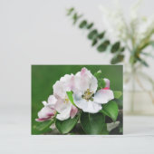 Mooie Bloeiende Appelboom Lente Ansichtkaart Briefkaart (Staand voorkant)