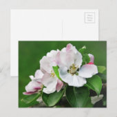 Mooie Bloeiende Appelboom Lente Ansichtkaart Briefkaart (Voorkant / Achterkant)