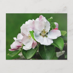 Mooie Bloeiende Appelboom Lente Ansichtkaart Briefkaart