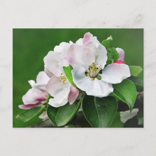 Mooie Bloeiende Appelboom Lente Ansichtkaart Briefkaart (Voorkant)