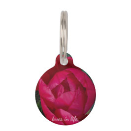 Mooie bloeiende rode pioen huisdierpenning