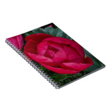 Mooie bloeiende rode pioen